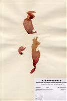 藏品(楔基角叉藻)的圖片